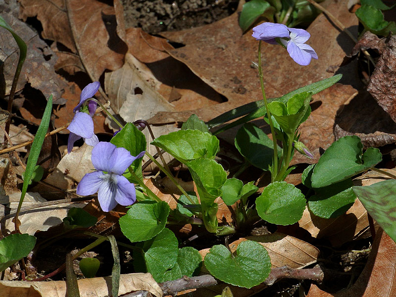 Blue American Dog Violet