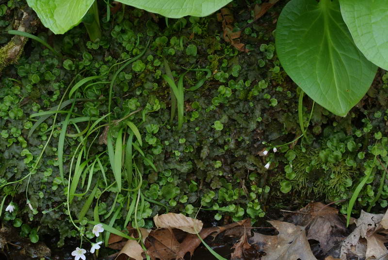 Scented Liverwort