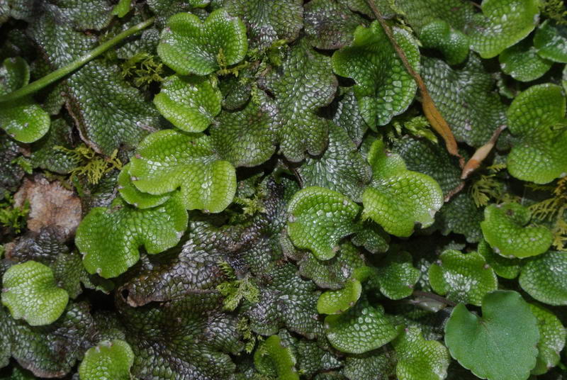 Scented Liverwort