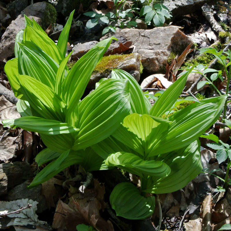 American False Hellebore