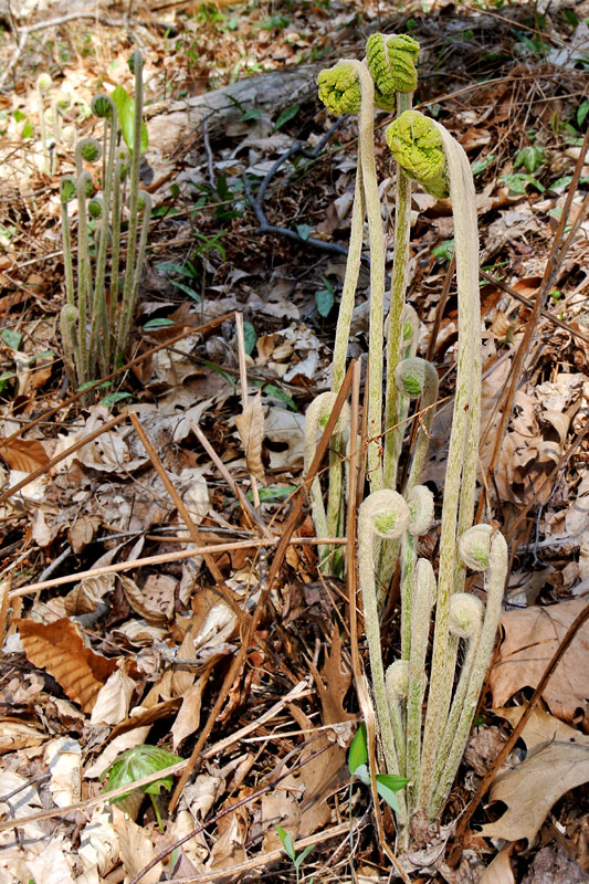 Cinnamon Fern