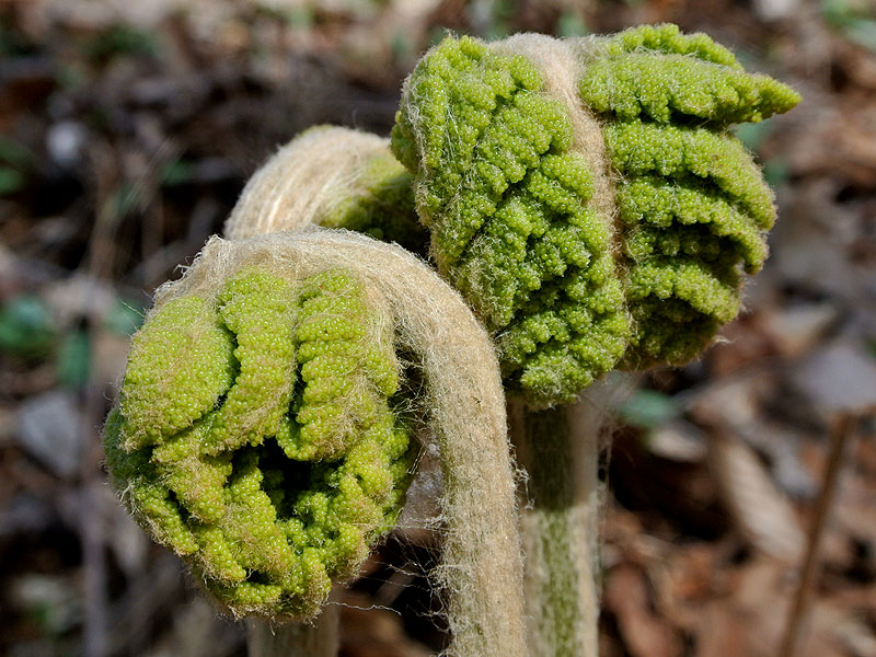 Cinnamon Fern