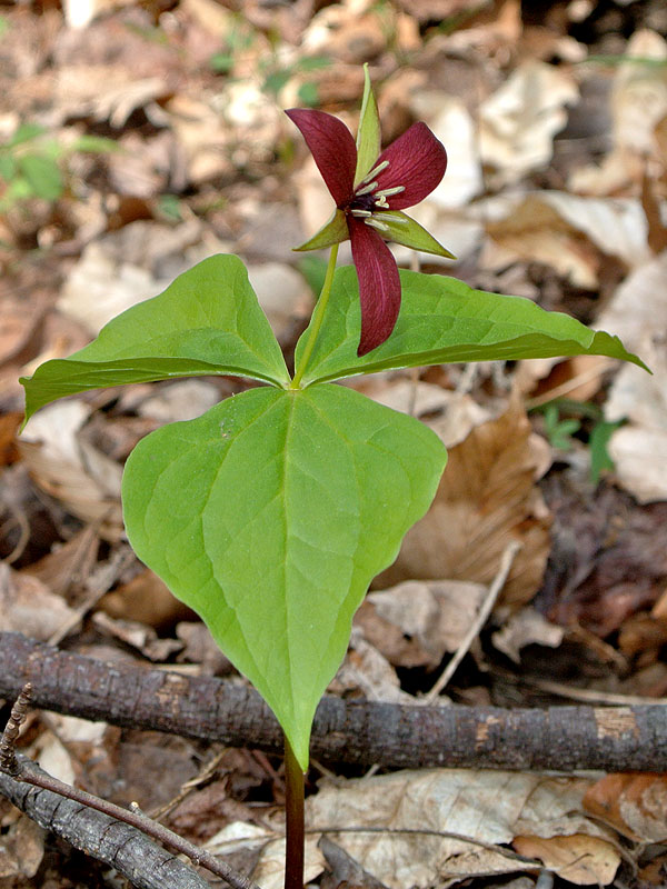 Trillium erectum