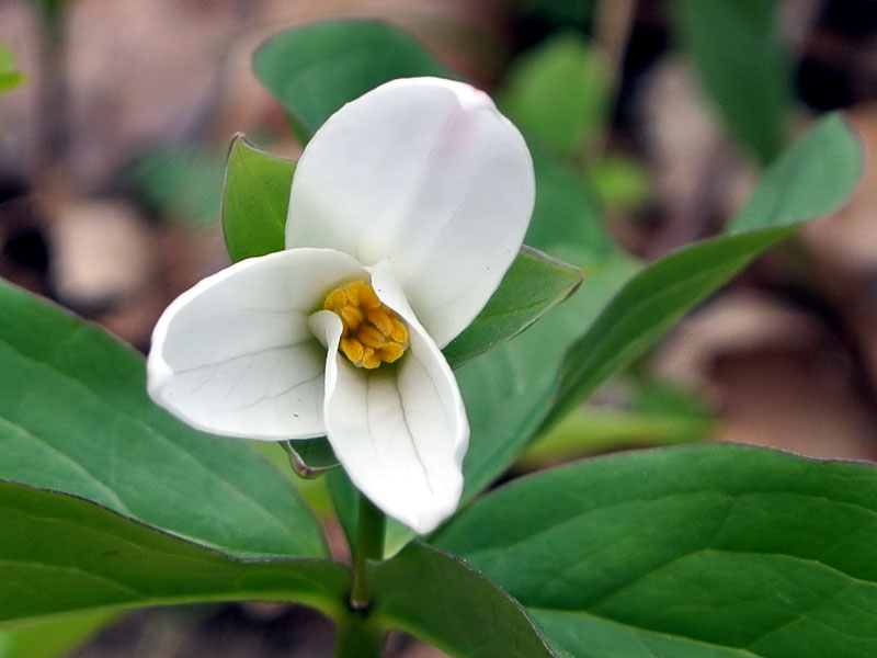 Trillium grandiflorum