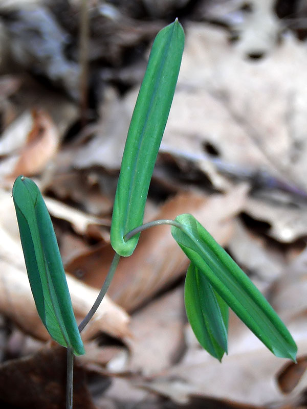 Uvularia perfoliata