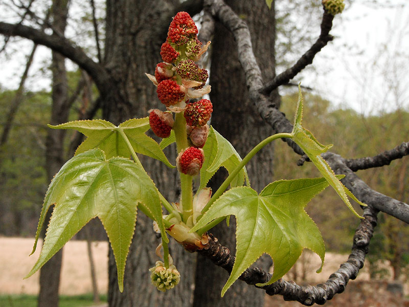 Liquidambar styraciflua