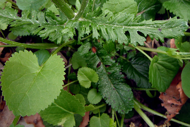 Golden Ragwort