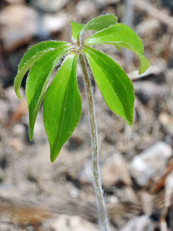 Medeola virginiana