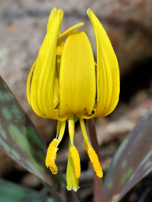 Erythronium americanum subsp. americanum