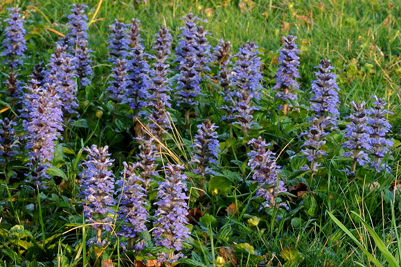 Carpet Bugleweed