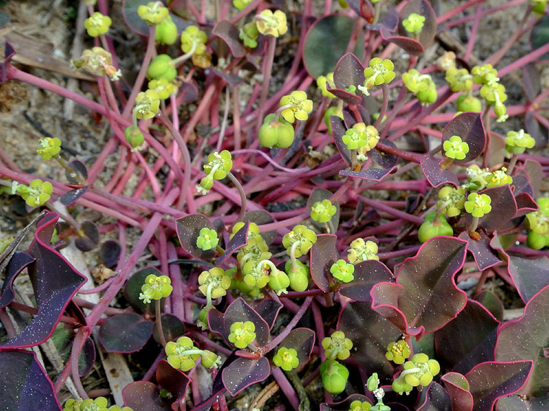 Variable-leaf Spurge