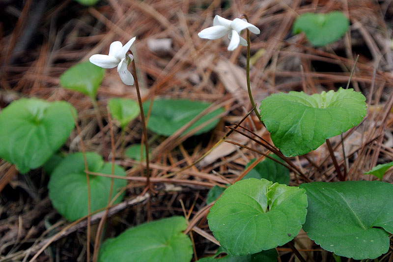 Sweet White Violet