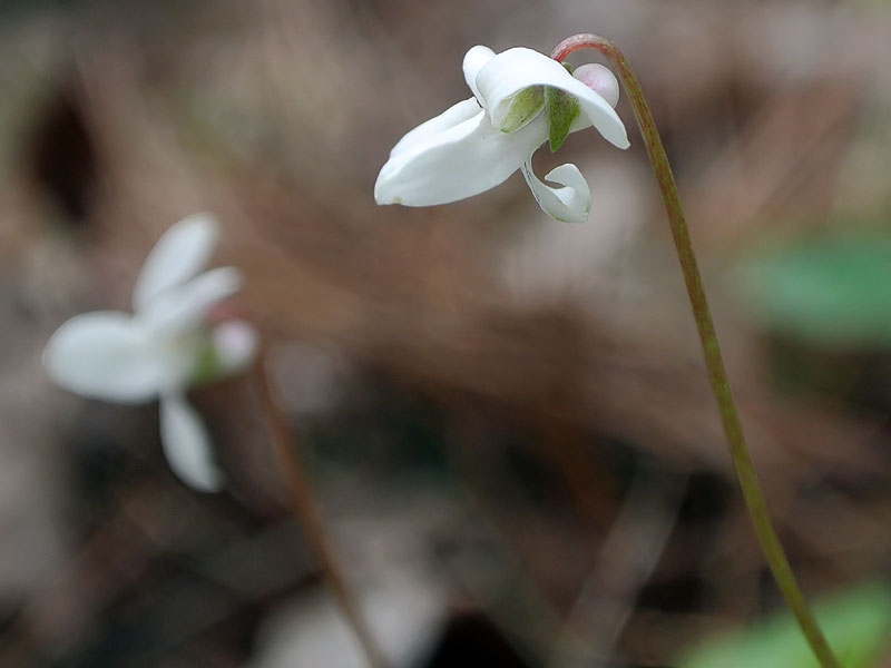 Viola blanda