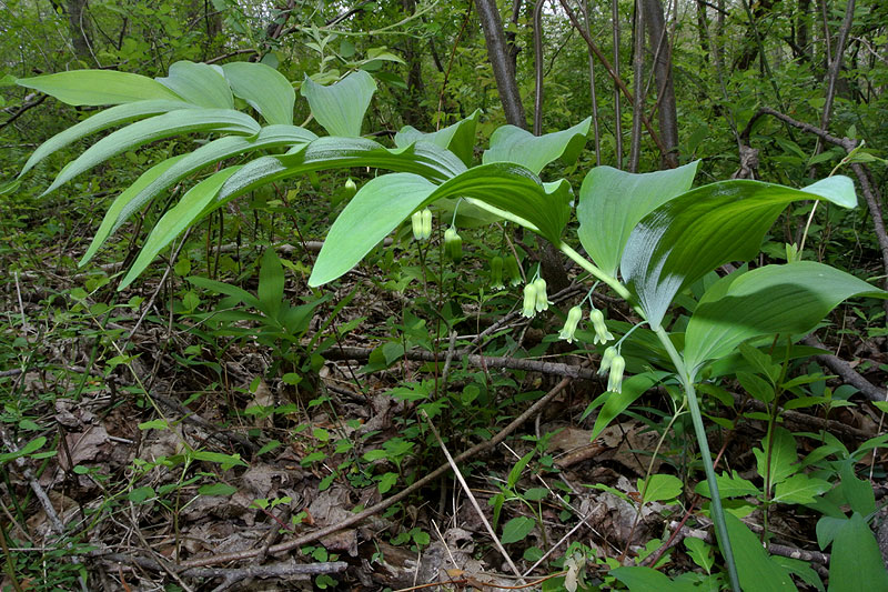 Polygonatum pubescens