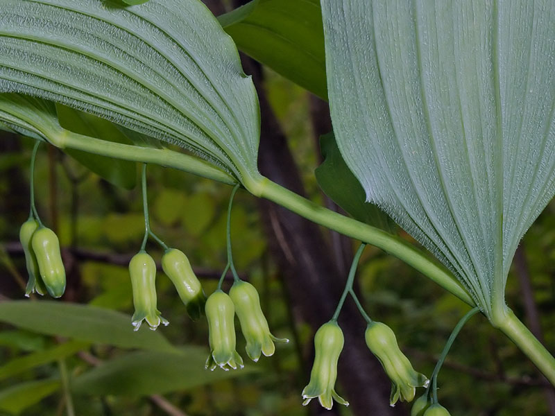 Downy Solomon's-seal