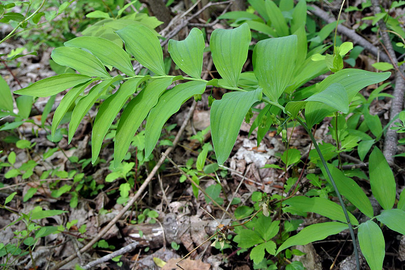 Downy Solomon's-seal