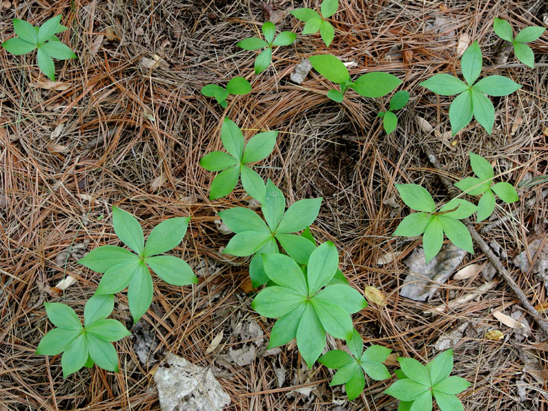 Medeola virginiana