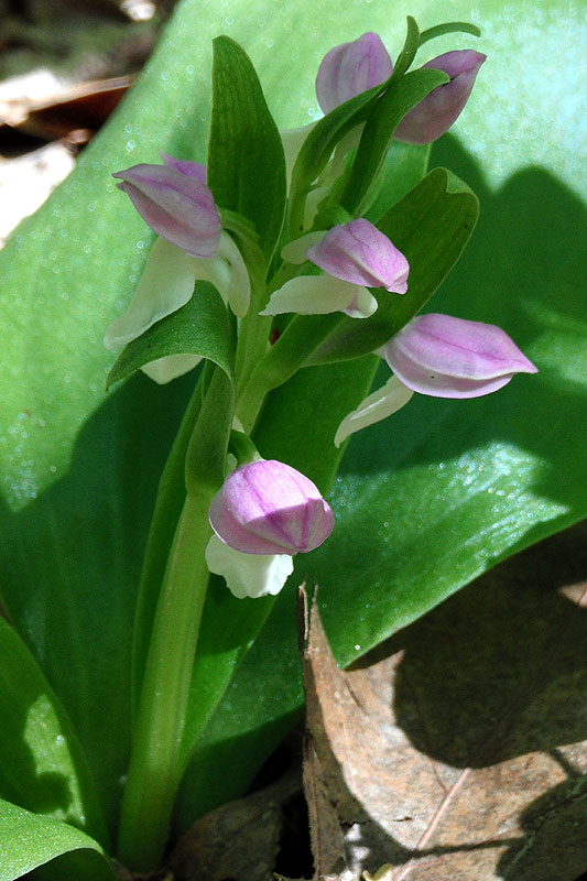 Showy Orchis