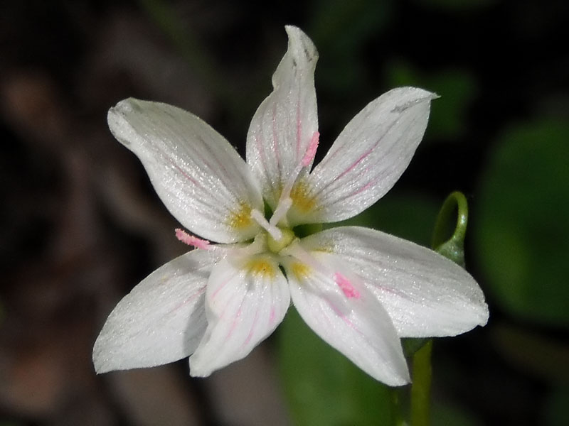 Claytonia virginica var. virginica