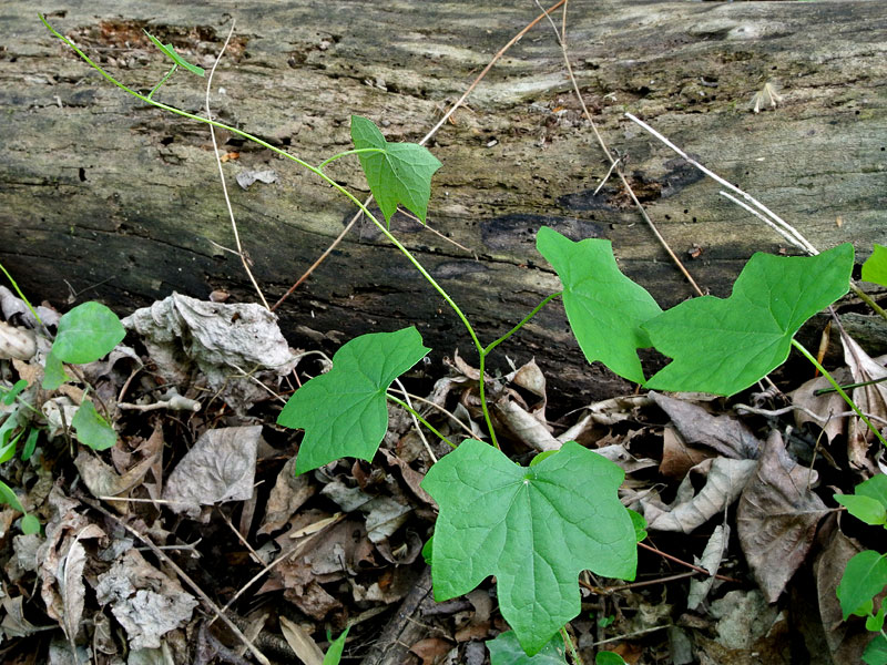 <i>Menispermum canadense</i>