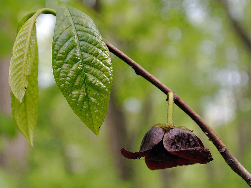 <i>Asimina triloba</i>