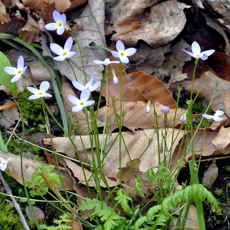 Houstonia caerulea