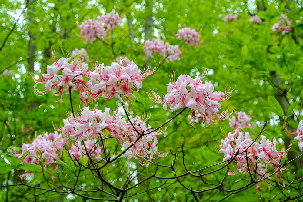 <i>Rhododendron periclymenoides</i>