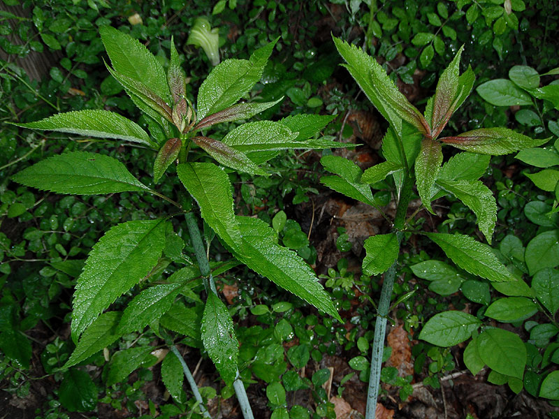 Eutrochium fistulosum