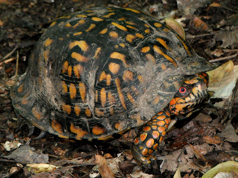 Box turtle <i>(Terrapene carolina)</i><br>Middle Run, May 2012