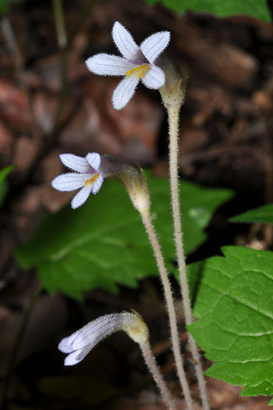 One-flowered Broomrape