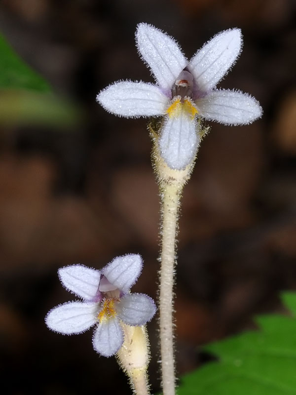 Orobanche uniflora