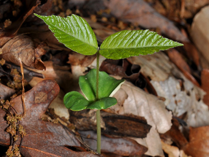 American Beech