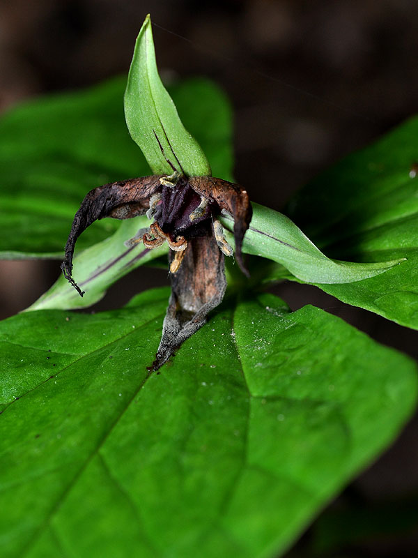 Red Trillium