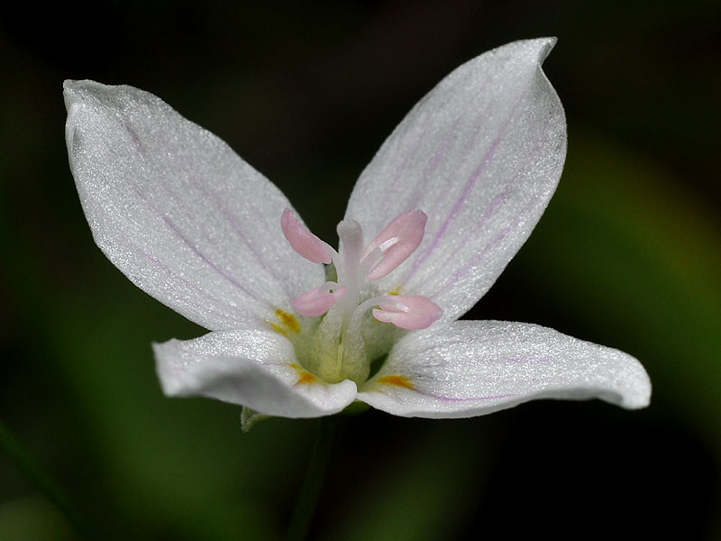 Claytonia virginica var. virginica