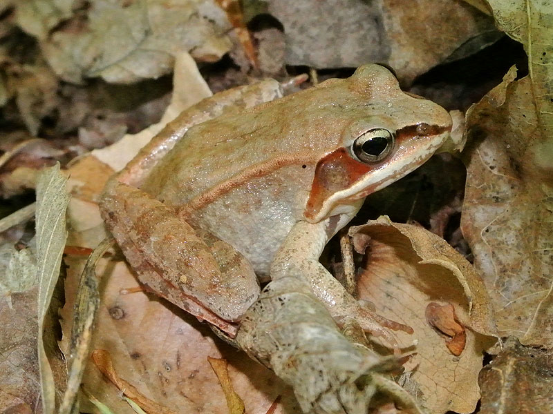 Wood frog <i>(Rana sylvatica)</i><br>Middle Run, May 2012