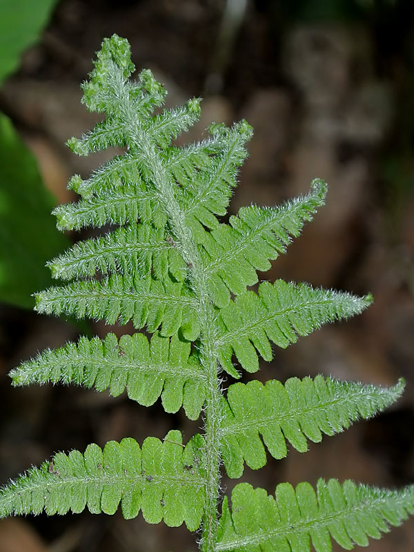 Silvery False Spleenwort