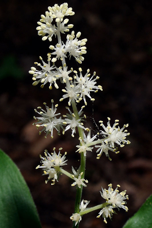 Solomon's Plume