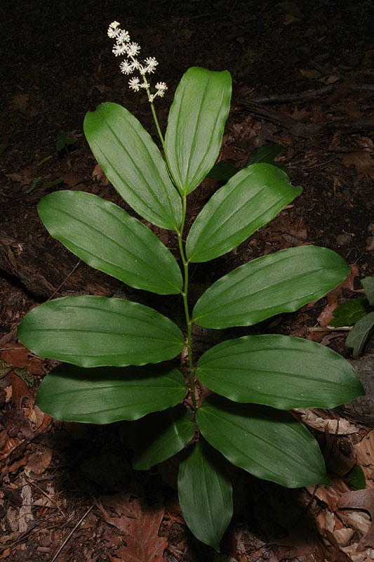 Maianthemum racemosum subsp. racemosum