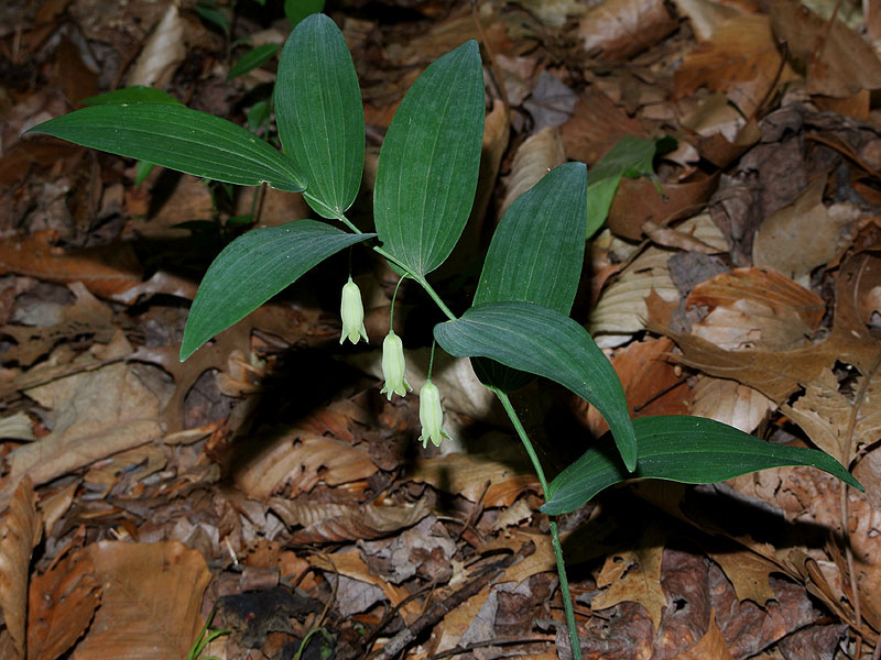 Polygonatum biflorum var. biflorum