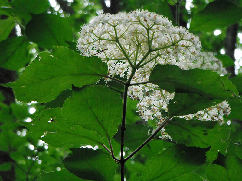 Viburnum dilatatum