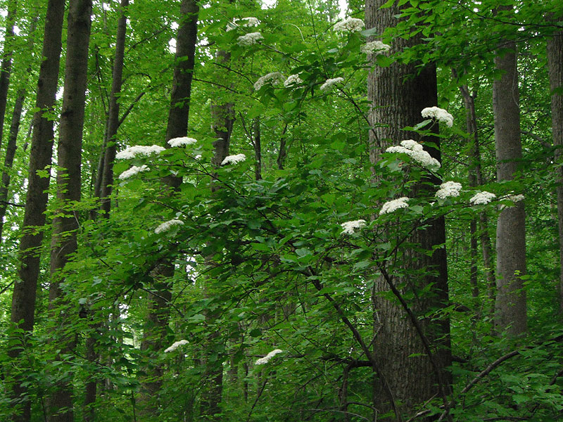 Viburnum dilatatum