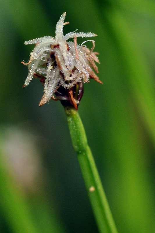 Eleocharis tenuis var. tenuis