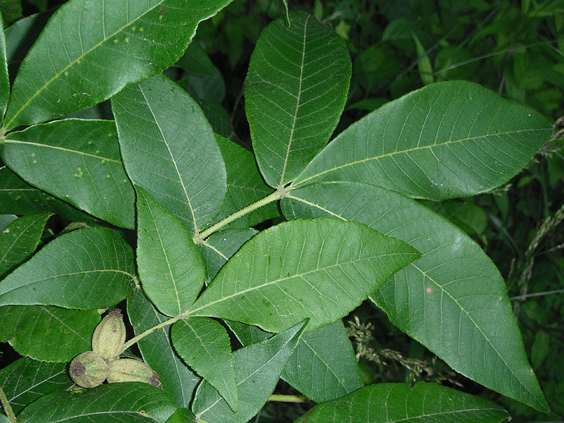 Carya tomentosa