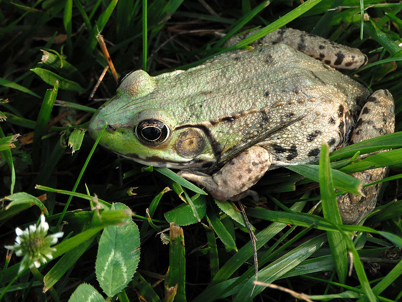 Green frog <i>(Rana clamitans)</i><br>White Clay Creek State Park, May 2012