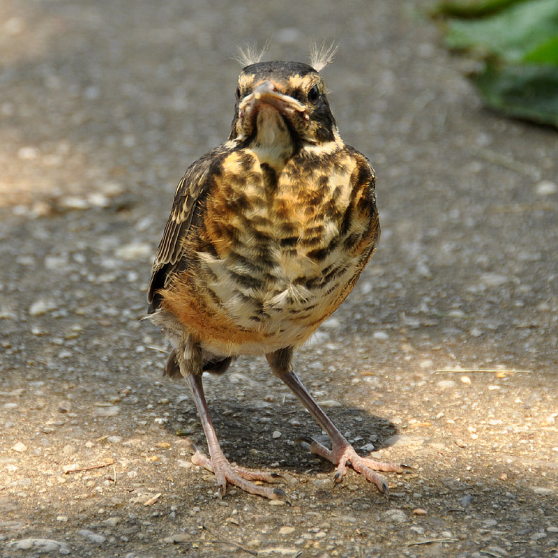 Robin <i>(Turdus migratorius)</i><br>May 2012