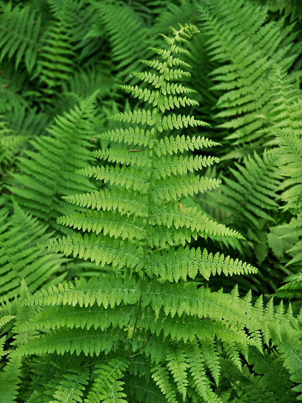 Dennstaedtia punctilobula