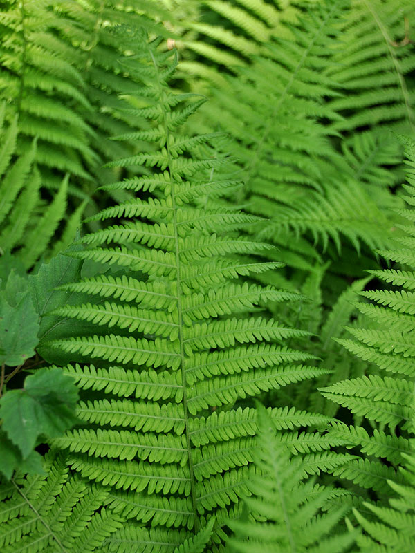 Parathelypteris noveboracensis