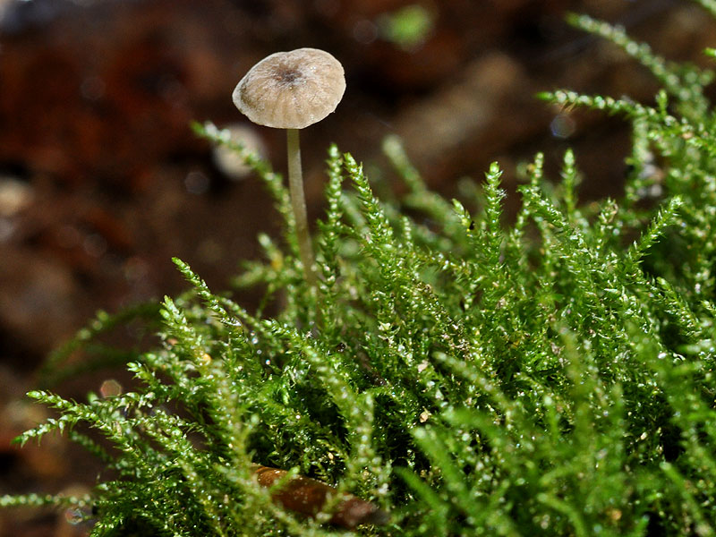 Fountain Feather Moss