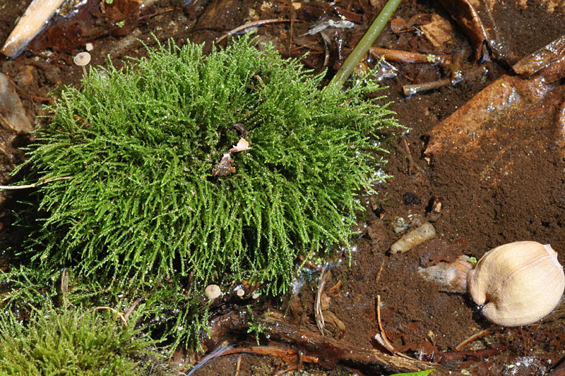 Fountain Feather Moss