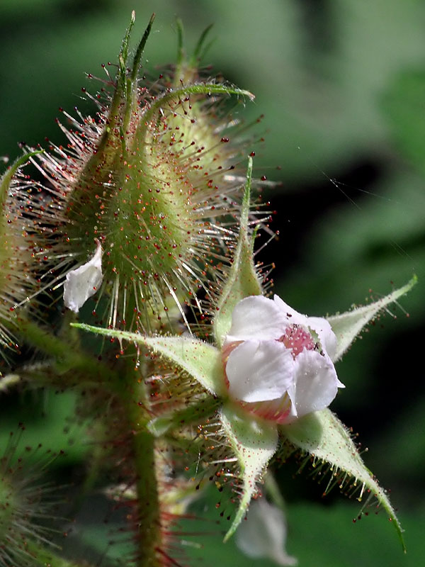 Wineberry